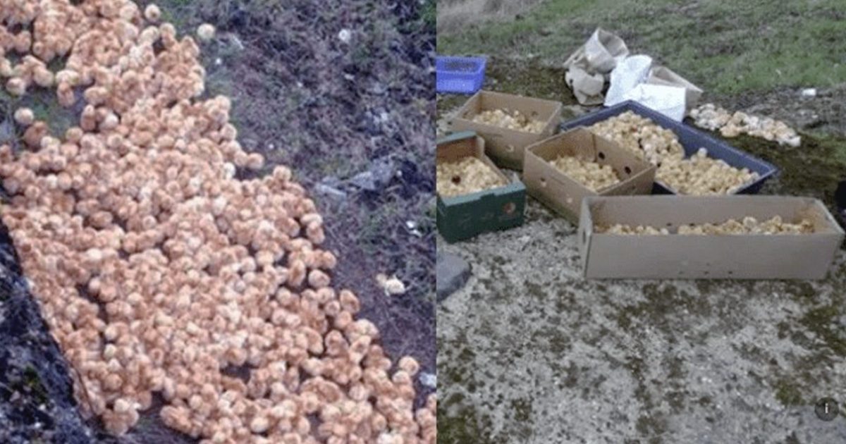 En me promenant en forêt, j’ai remarqué d’étranges petites boules jaunes semblables à des champignons — mais ce qu’elles étaient réellement m’a surpris.
