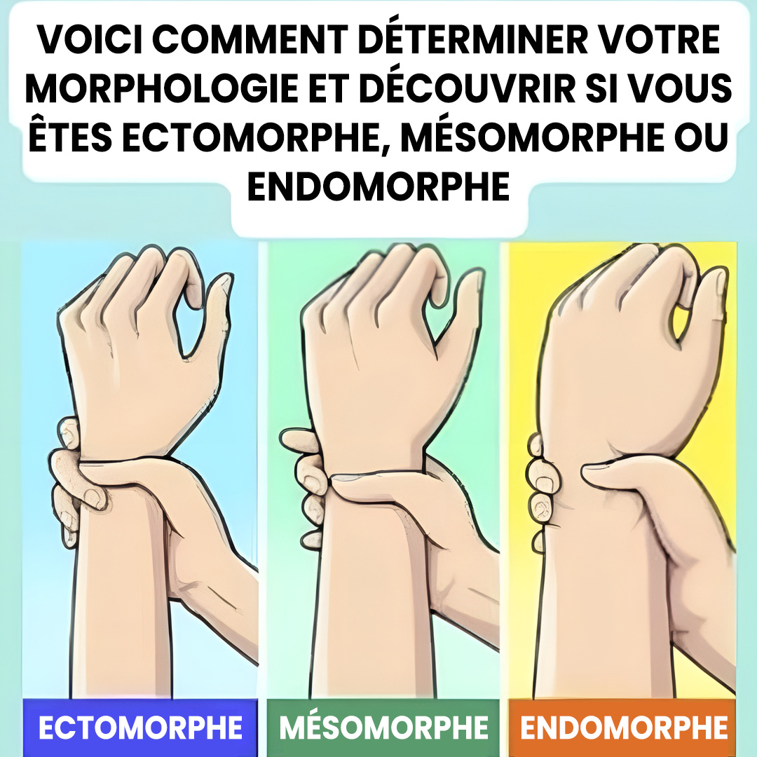 Êtes-vous ectomorphe, mésomorphe ou endomorphe ? Découvrez votre type de corps et comment en tirer le meilleur parti.