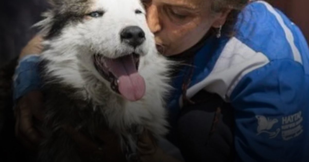 Étude : 40 % des personnes interrogées préféreraient sauver leur chien plutôt qu’un inconnu