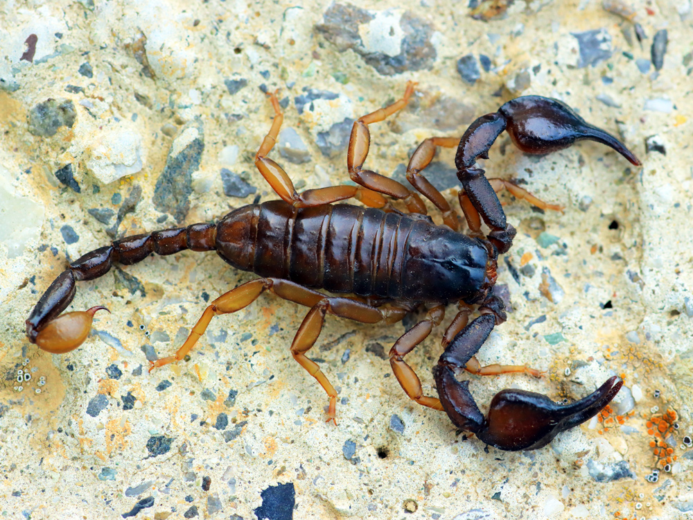 Scorpion à la maison : quel message se cache derrière cette visite surprise ?