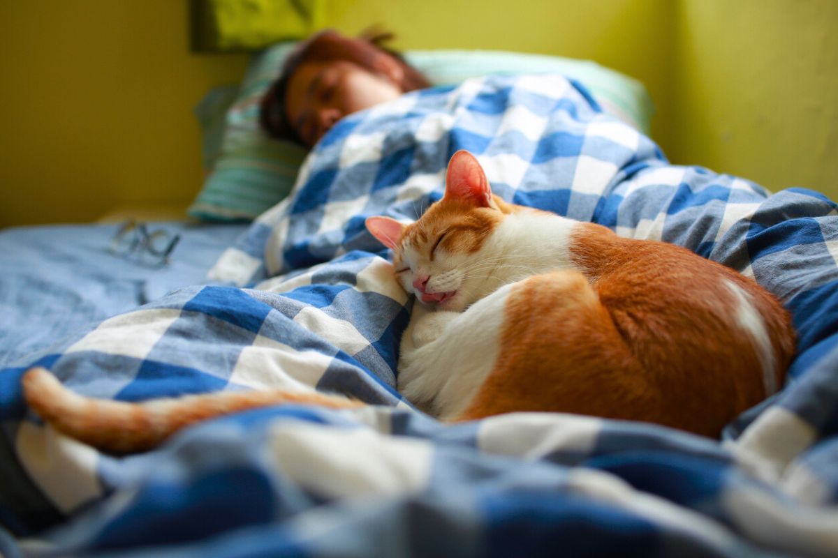 Votre chat partage votre lit chaque nuit ? Voici le message secret qu’il vous envoie