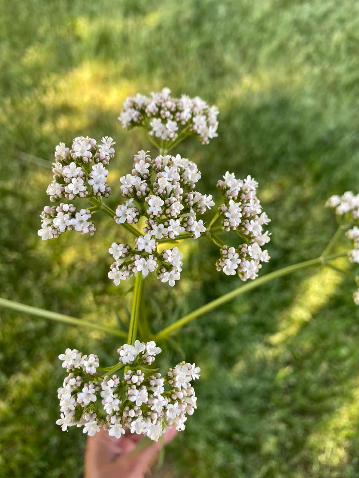Camphre et valériane comme répulsif naturel