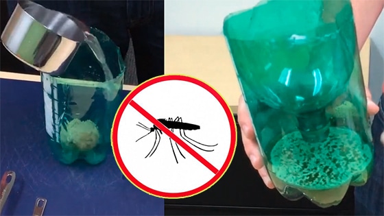 Cette astuce maison chasse mouches, moustiques et cafards pour toujours – testez-la pendant une heure