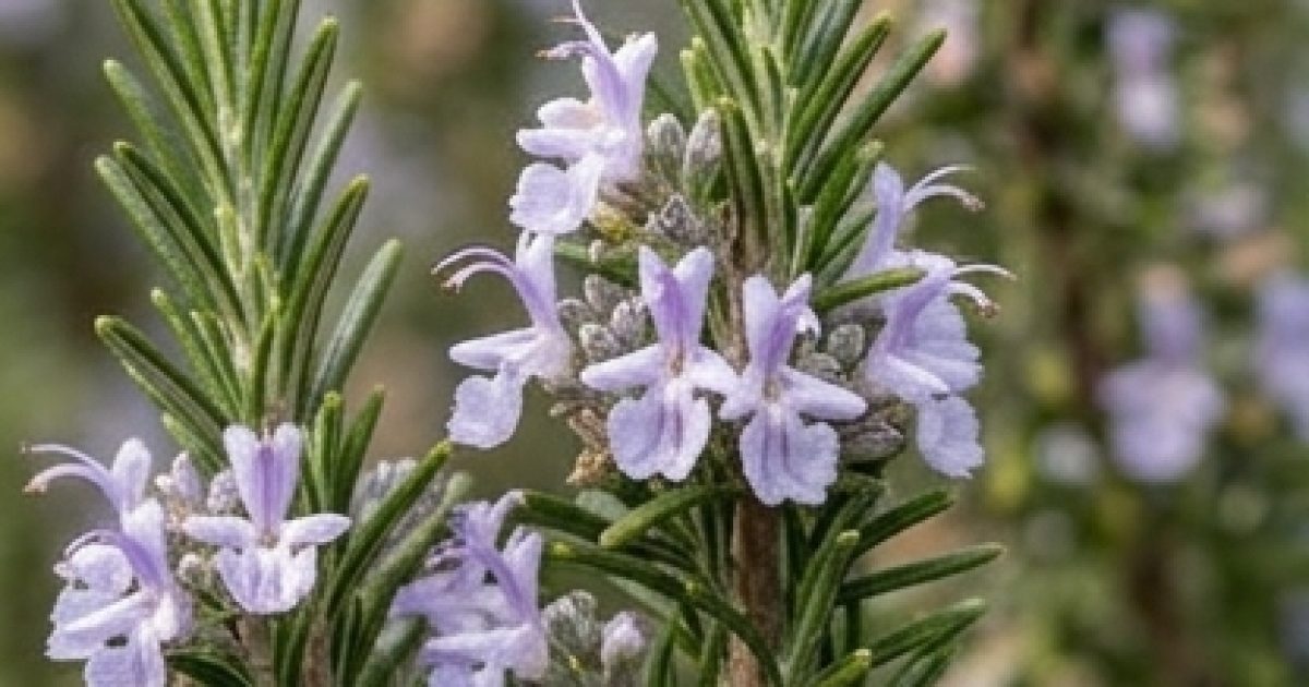 Faites bouillir des pommes avec du romarin et vous obtiendrez un résultat surprenant !