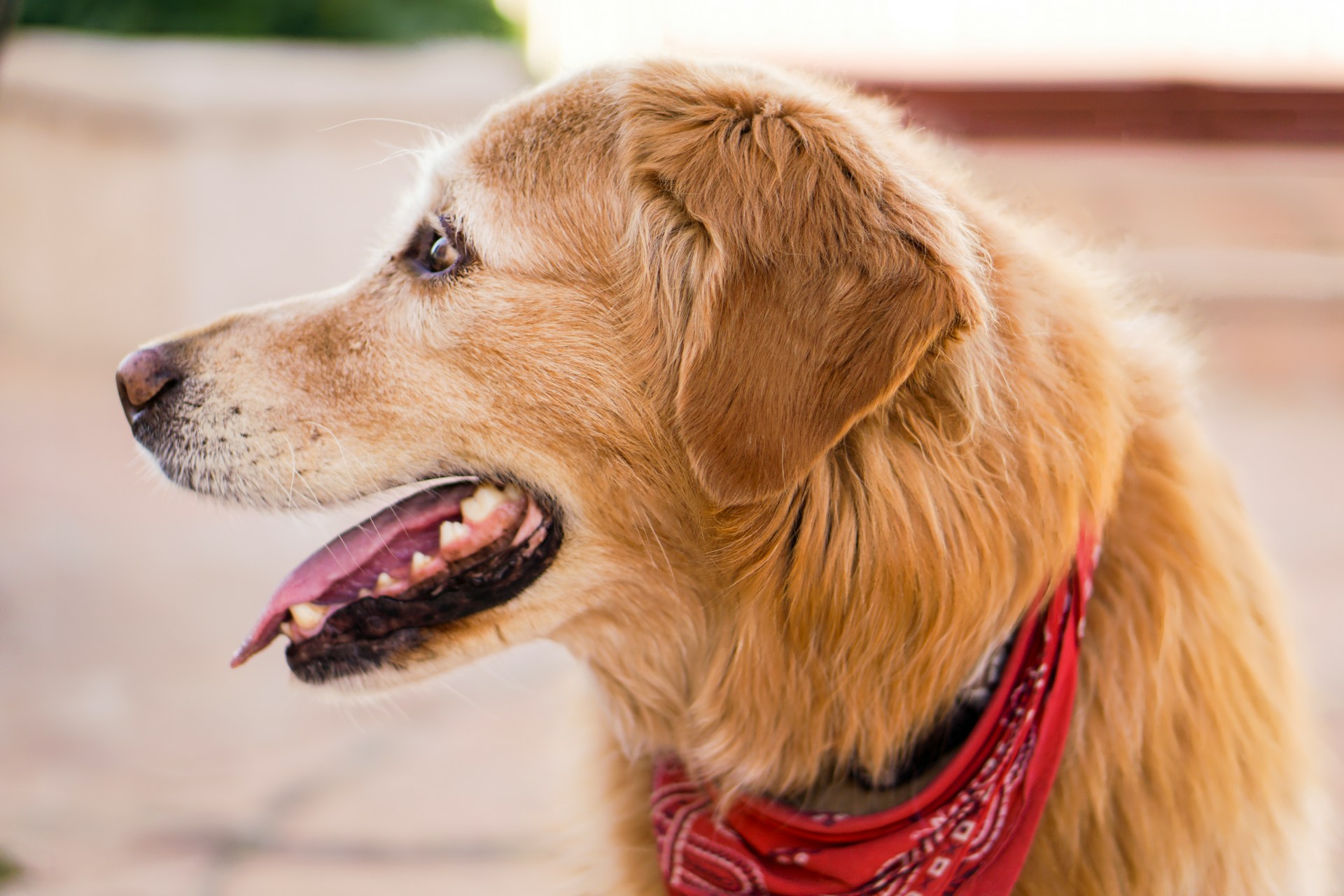 Lorsque ma famille s’est déchirée pour l’héritage, je n’ai récupéré que le vieux chien de ma grand-mère… et c’est là que j’ai découvert son dernier message.