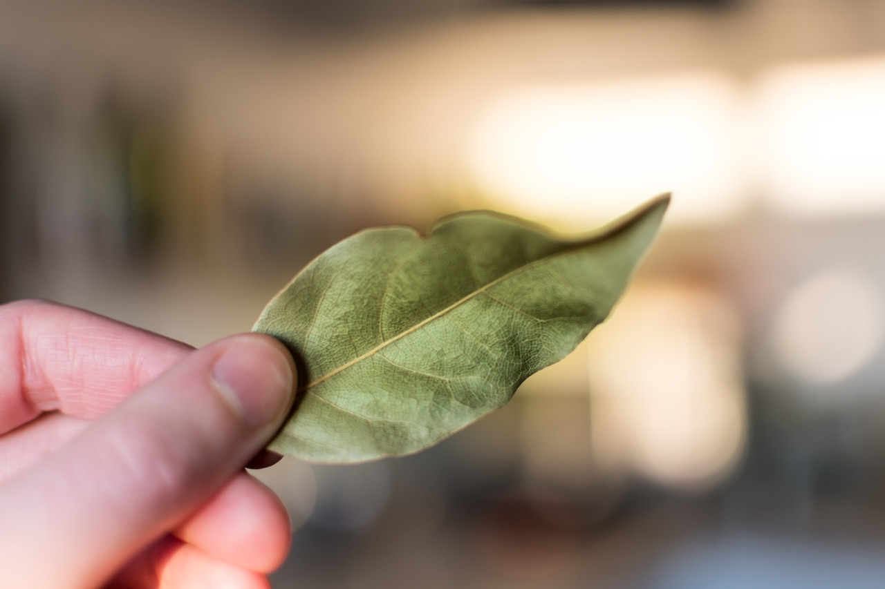 Pourquoi glisser une feuille de laurier dans sa poche avant de sortir pourrait changer votre journée ?
