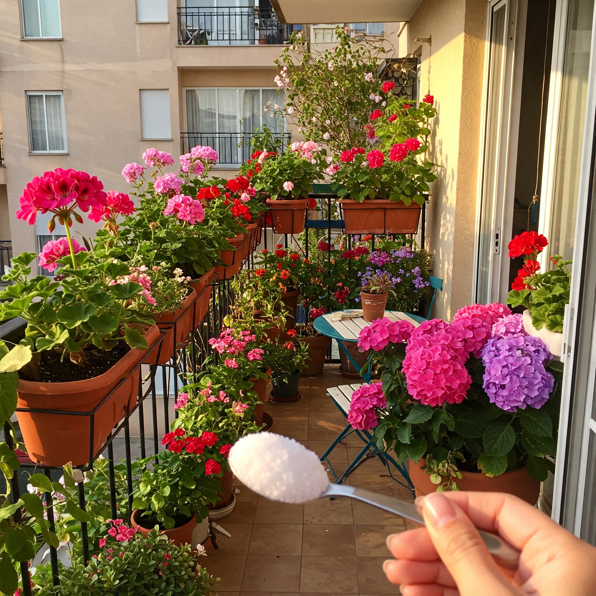 Le secret de jardinage oublié : une simple cuillère de ce minéral magique pour des fleurs éclatantes tout l’été