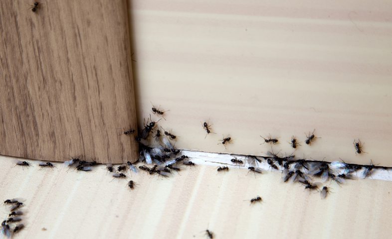 Cet ingrédient de cuisine fait fuir les fourmis en un rien de temps (et sans chimie)