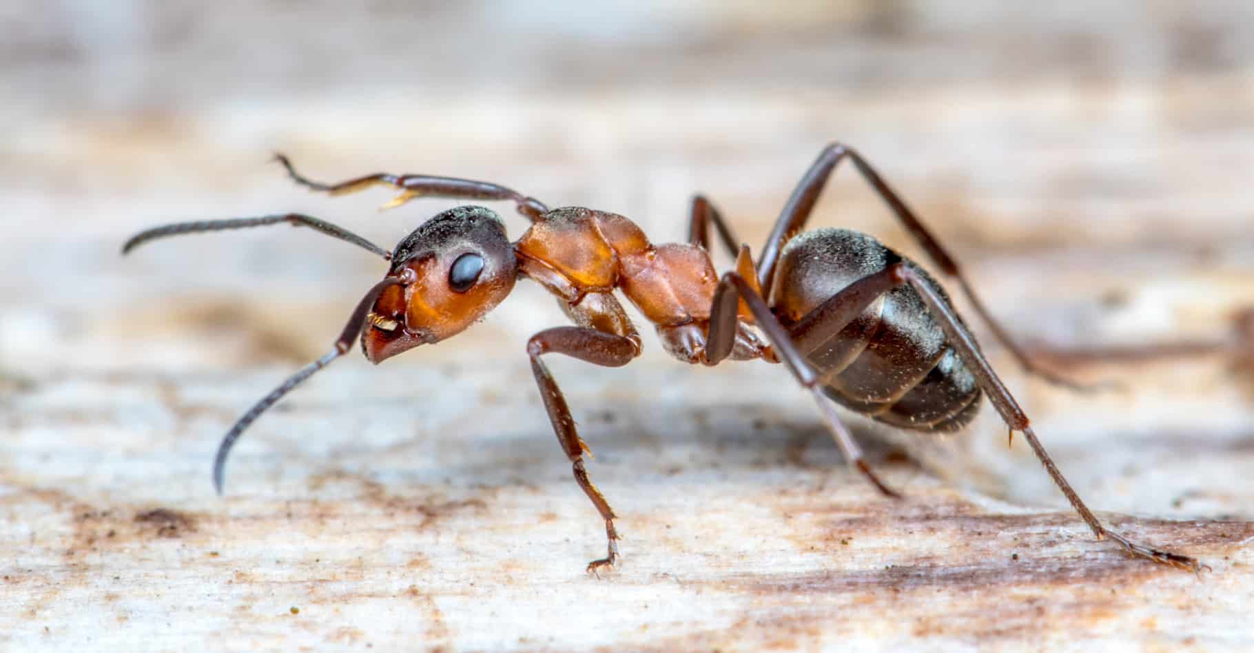 Fourmis envahissantes