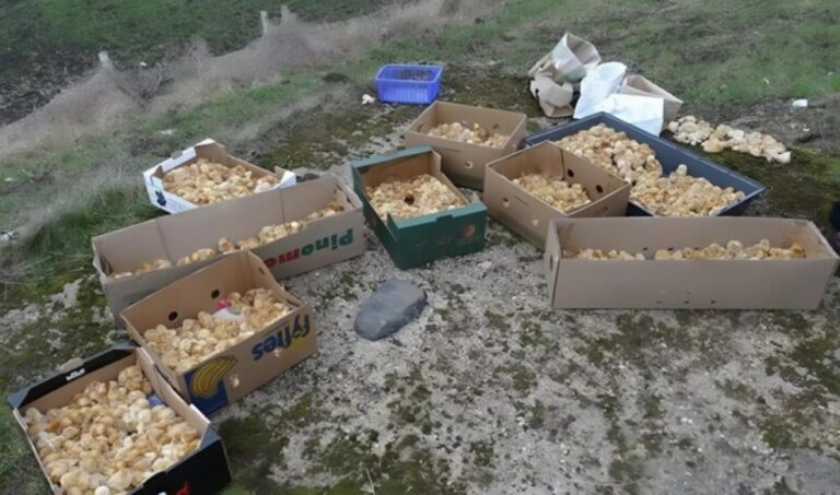J’ai cru apercevoir des champignons en forêt, mais la vérité cachée derrière ces petites sphères jaunes m’a littéralement figée sur place.