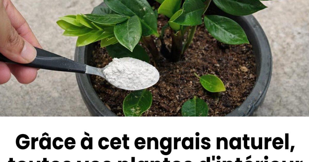 Grâce à cet engrais naturel, toutes vos plantes d'intérieur fleurissent facilement
