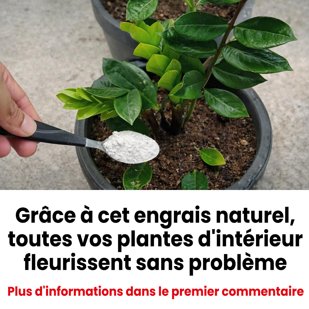 Grâce à cet engrais naturel, toutes vos plantes d'intérieur fleurissent facilement
