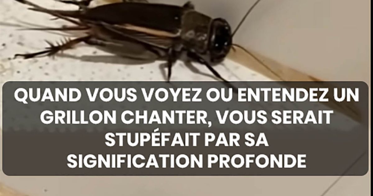Grillons : symbolisme et ce que signifie les voir ou les entendre chanter