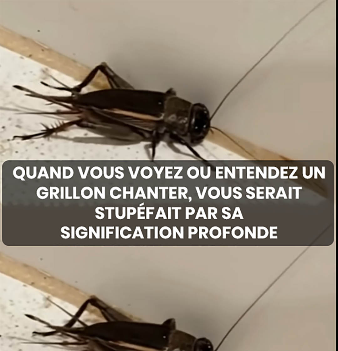 Grillons : symbolisme et ce que signifie les voir ou les entendre chanter
