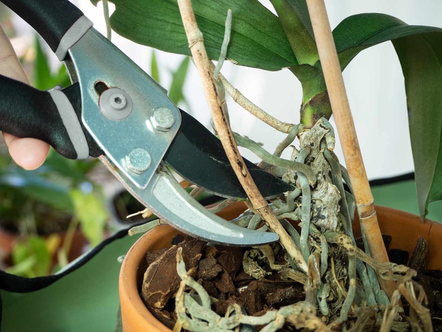 Orchidée flétrie : ne la jetez surtout pas, voici la méthode qui va la ressusciter