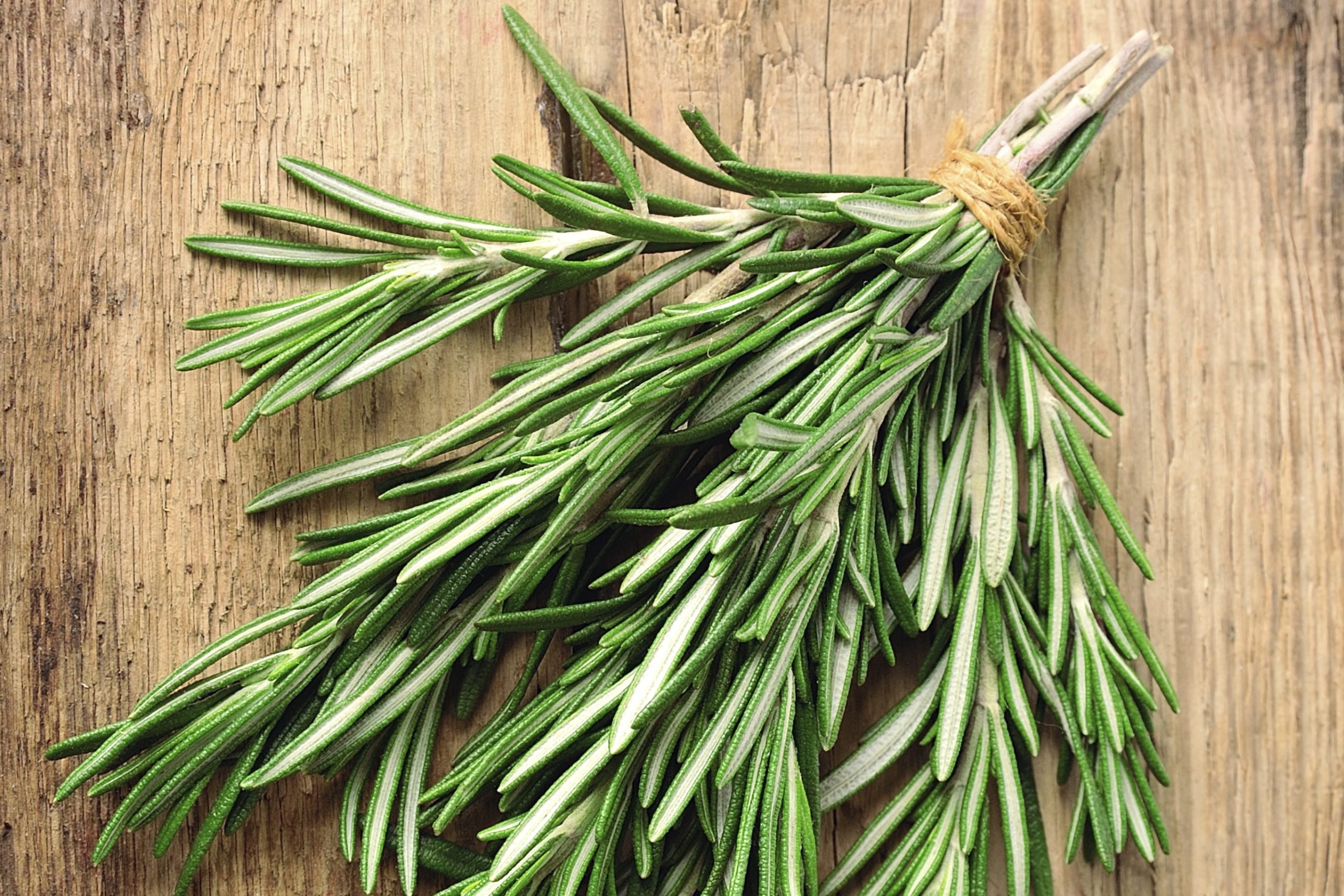 Romarin et bien vieillir : les secrets de cette herbe aromatique pour rester en forme après 60 ans