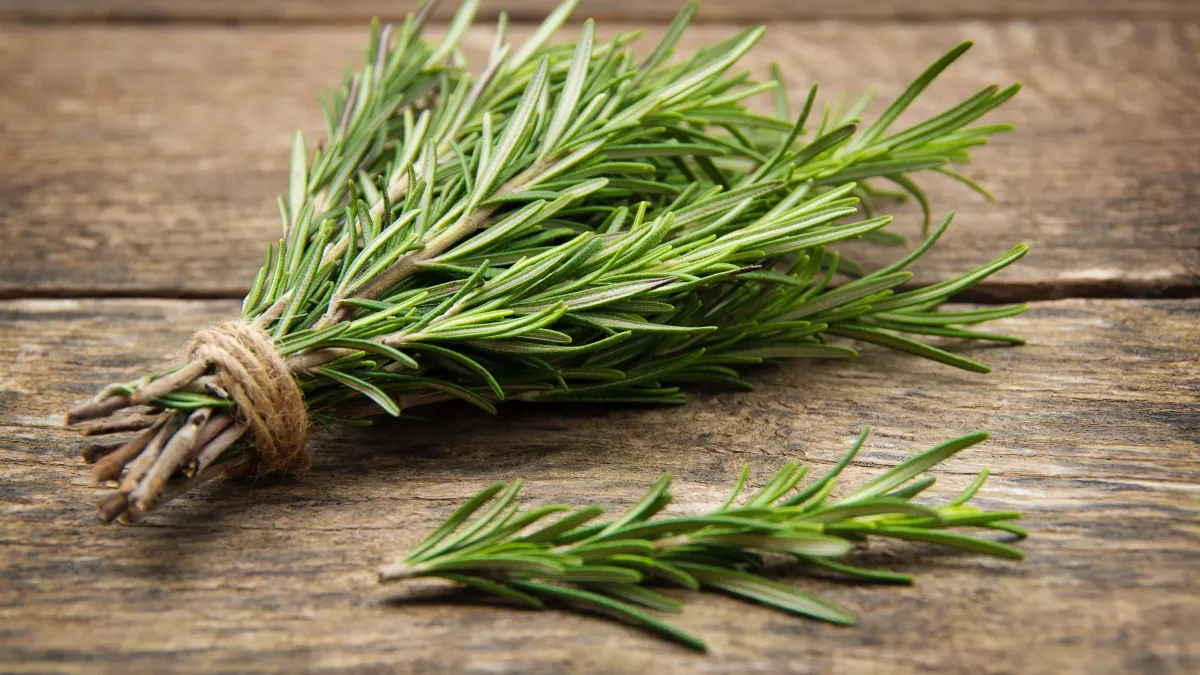 Romarin, l’allié secret de votre bien-être : un trésor de la nature à redécouvrir