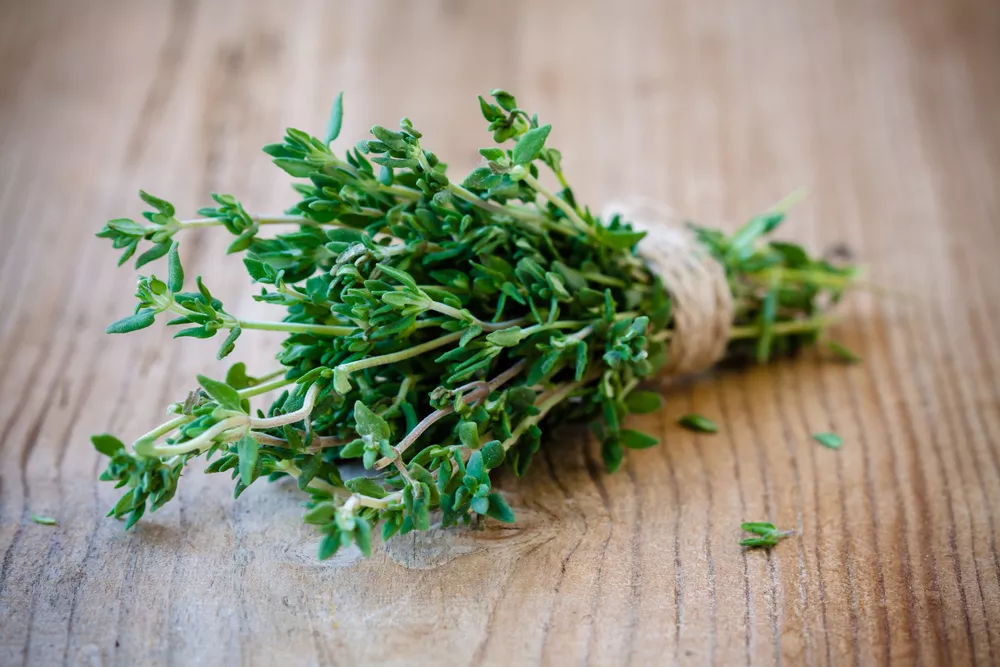 Le thym, ce petit génie du bien-être : un bouclier végétal contre les virus, les parasites et les inflammations