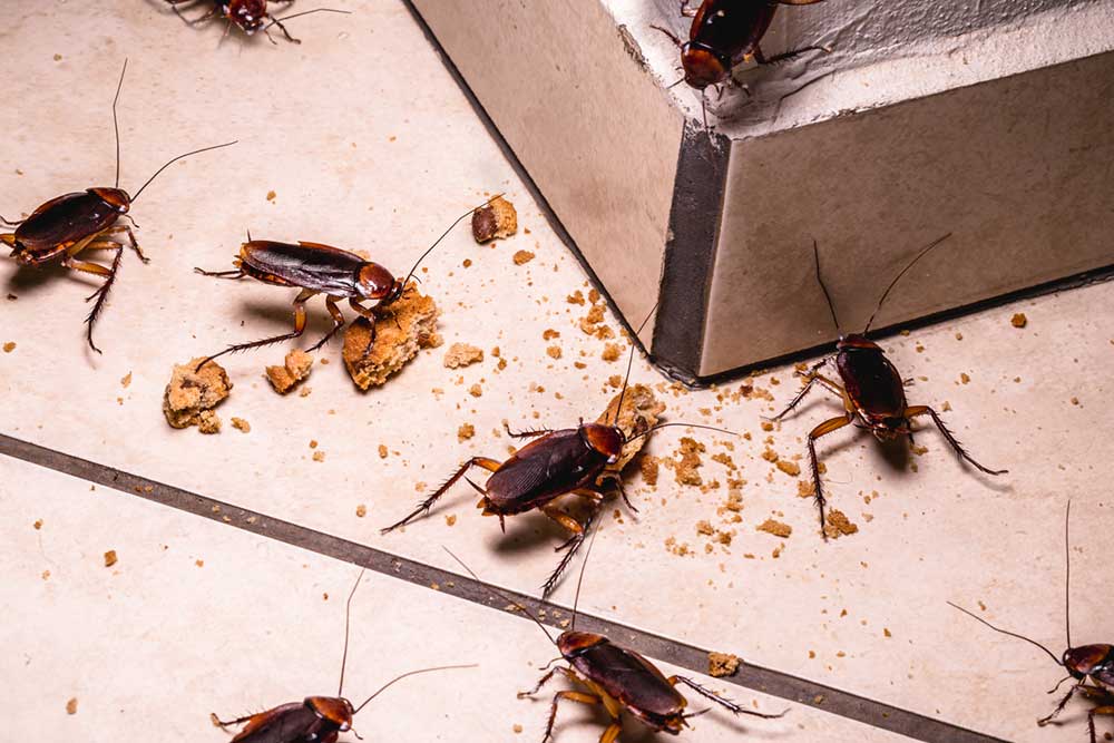 Fini les nuisibles volants et rampants : un mélange maison à poser une heure suffit pour les faire déguerpir
