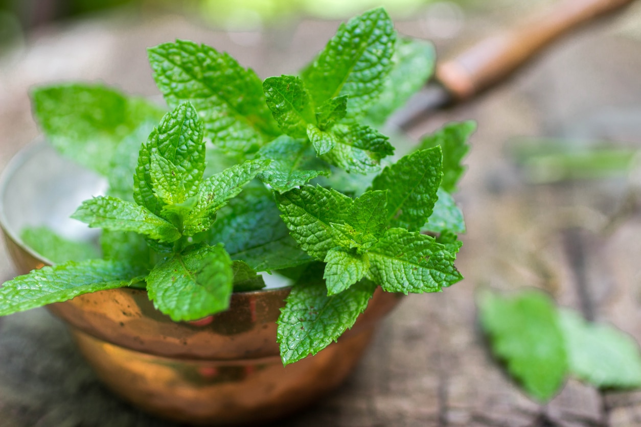 Feuilles de menthe fraîche