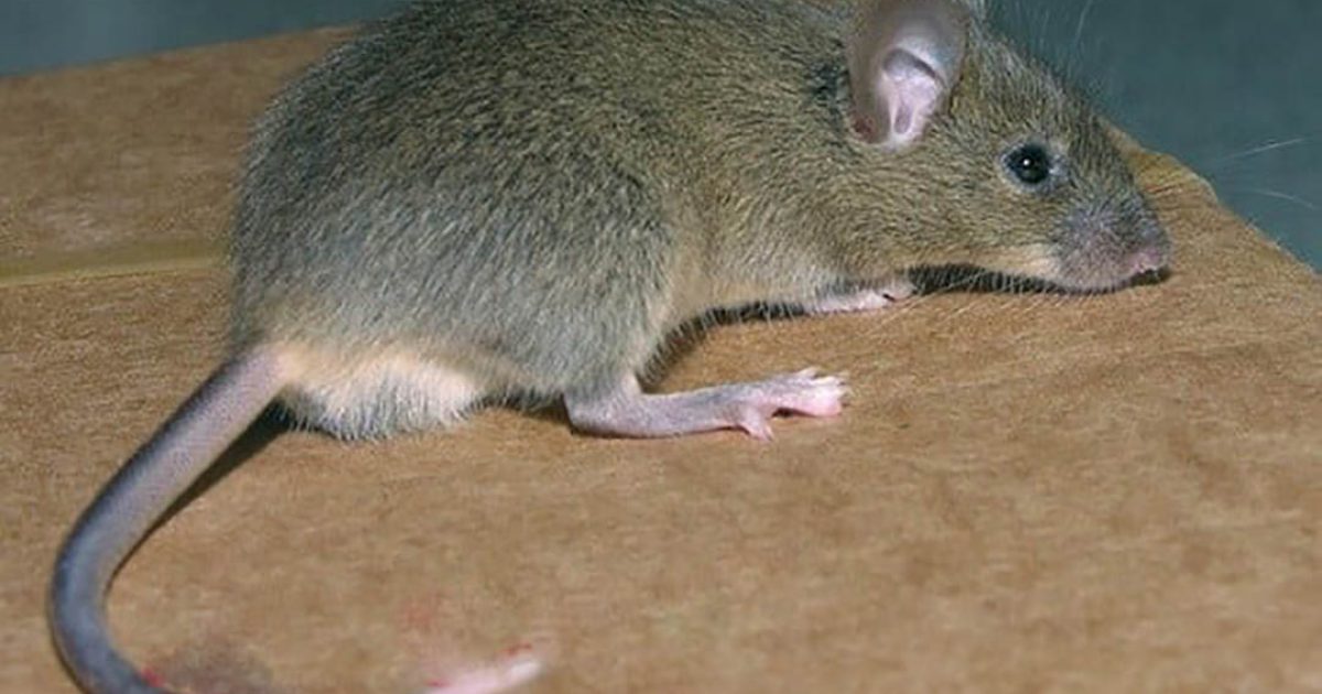 Il suffit de combiner ces deux ingrédients pour tenir les rats et les cafards éloignés de votre maison