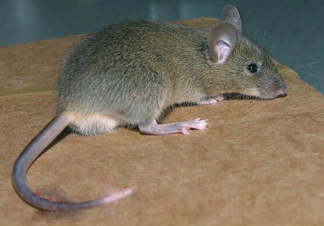 Il suffit de combiner ces deux ingrédients pour tenir les rats et les cafards éloignés de votre maison