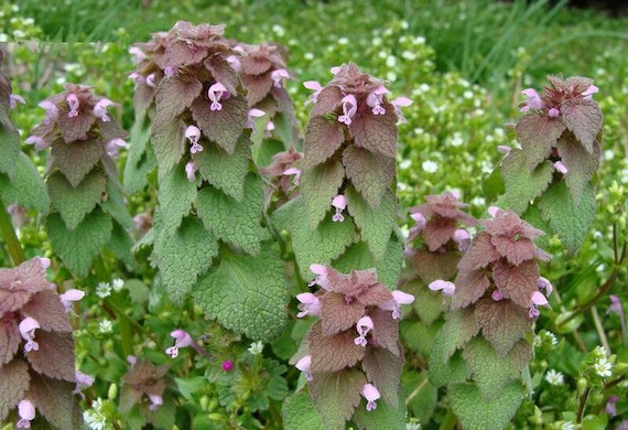 Feuilles d'ortie violette en cuisine