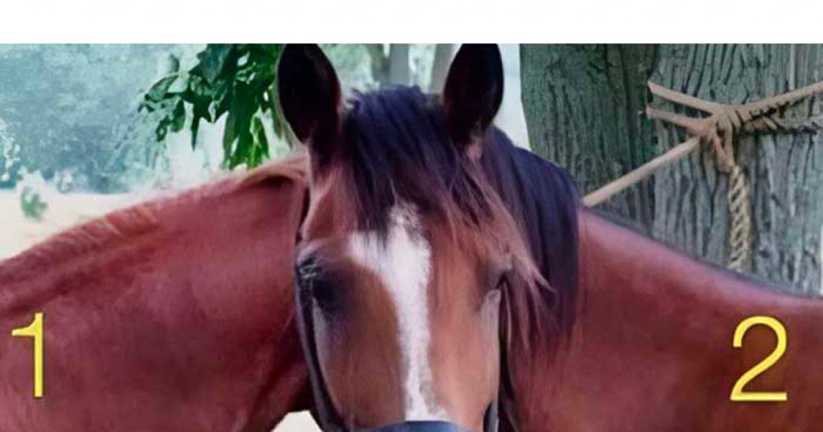 Illusions d’optique et énigmes : à qui appartient cette tête de cheval ?