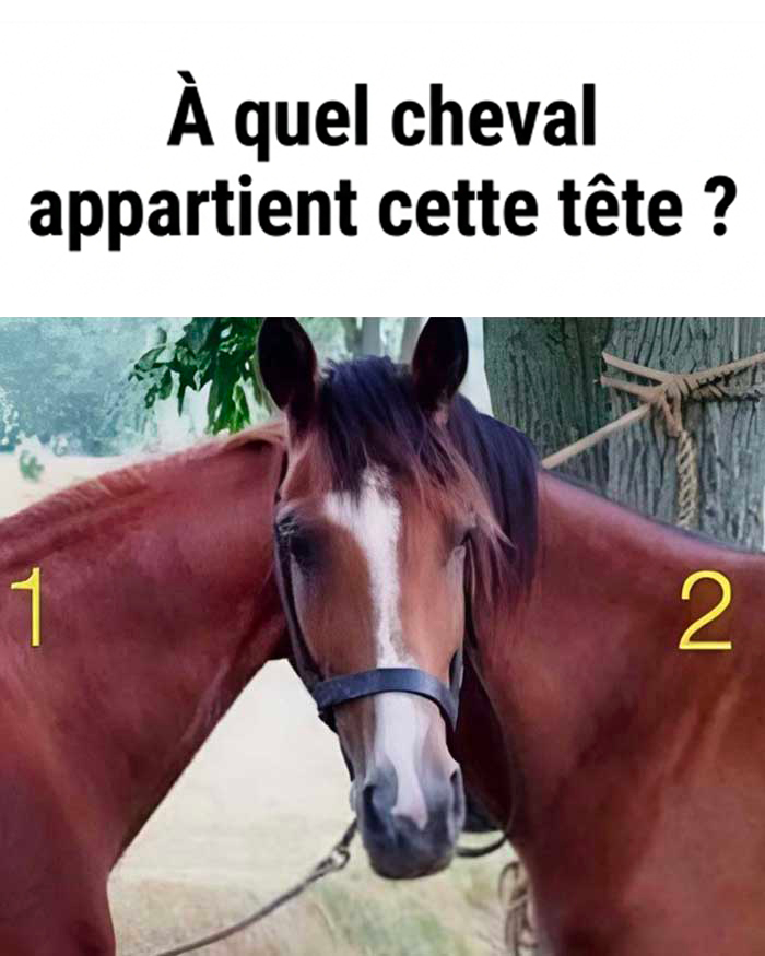 Illusions d’optique et énigmes : à qui appartient cette tête de cheval ?