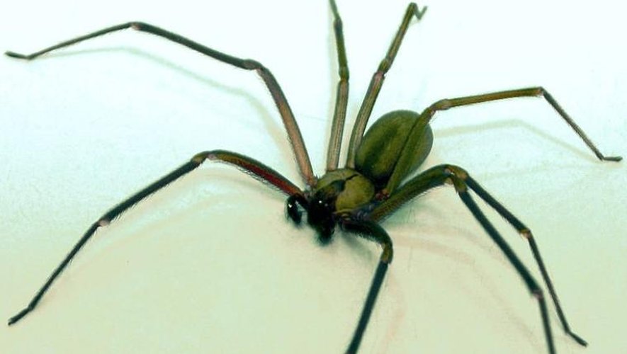 Araignée recluse brune avec marque en forme de violon