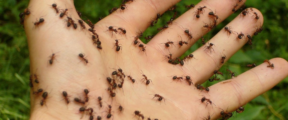 Votre maison abrite-t-elle un signe caché ? Ce que révèle vraiment l’apparition soudaine des fourmis