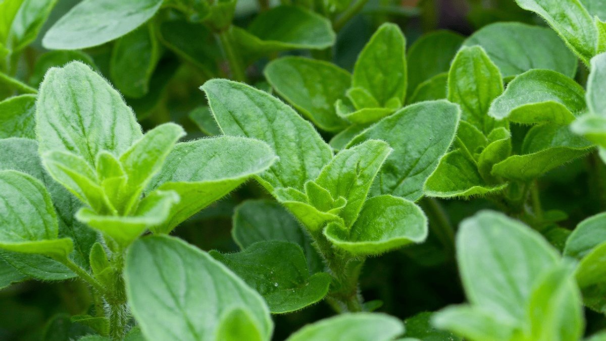 L’origan, ce trésor aromatique qui réveille vos plats et protège votre santé après 50 ans