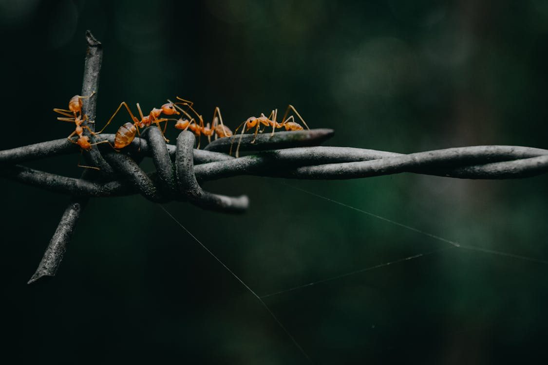 L’invasion de fourmis chez vous : et si c’était un signal à ne pas ignorer ?