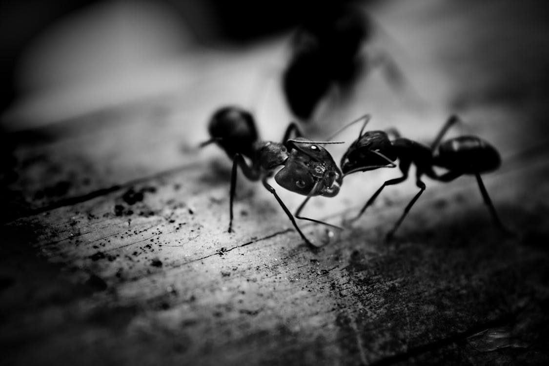 L’invasion de fourmis chez vous : et si c’était un signal à ne pas ignorer ?