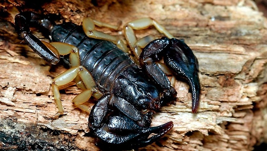 Scorpion dans votre domicile : ce message silencieux que votre maison vous envoie