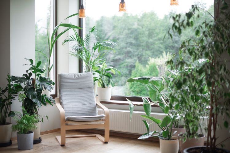 Pourquoi votre appartement transformé en jungle intérieure en dit long sur votre personnalité, selon les psys