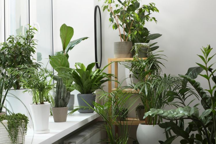 Pourquoi votre appartement transformé en jungle intérieure en dit long sur votre personnalité, selon les psys