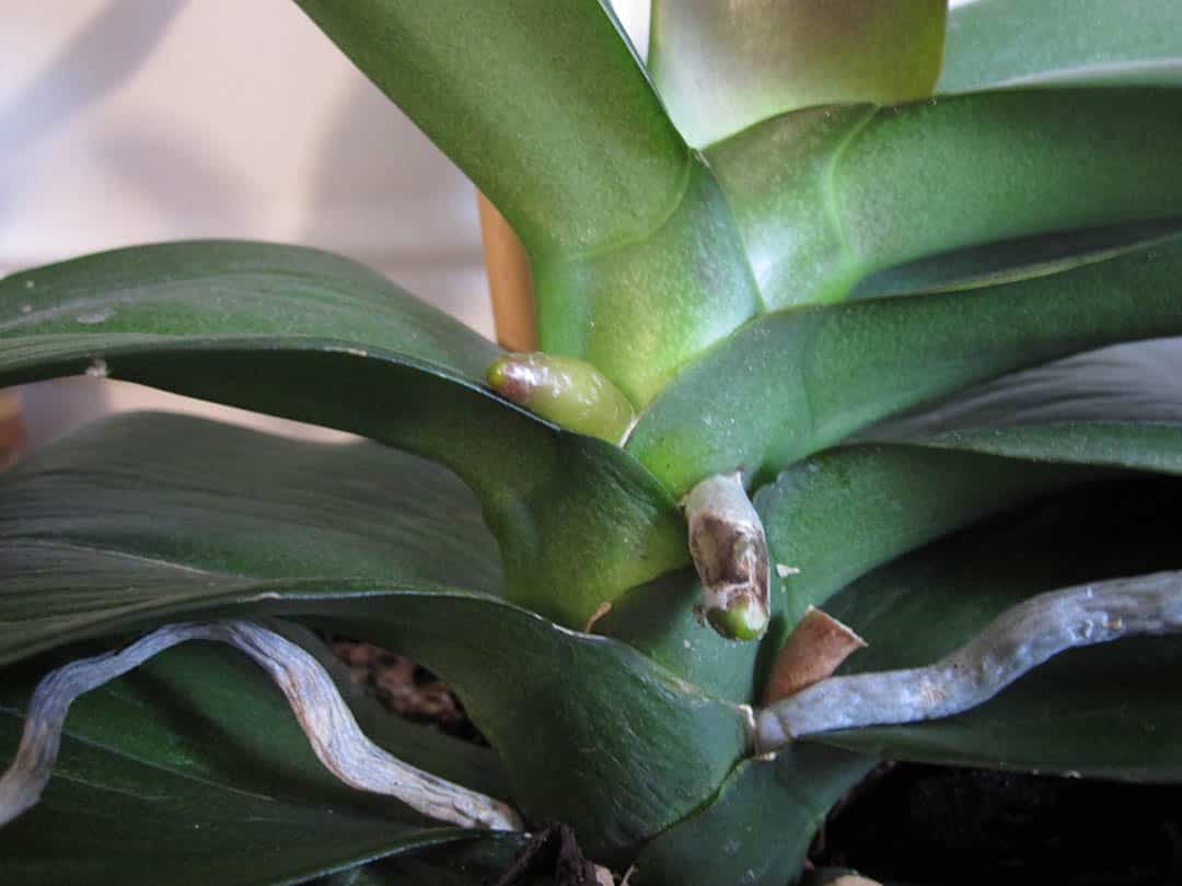 Orchidée flétrie : ne la jetez surtout pas, voici la méthode qui va la ressusciter