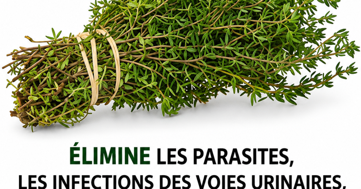 Origan : la plante du placard qui prend soin de votre santé bien mieux qu'on ne le croit