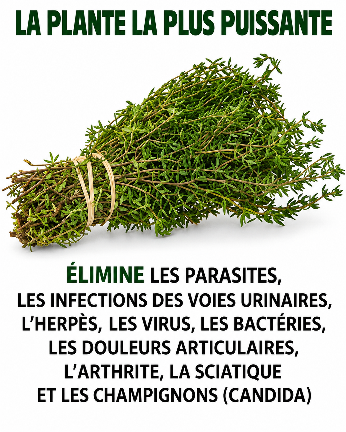 Origan : la plante du placard qui prend soin de votre santé bien mieux qu'on ne le croit