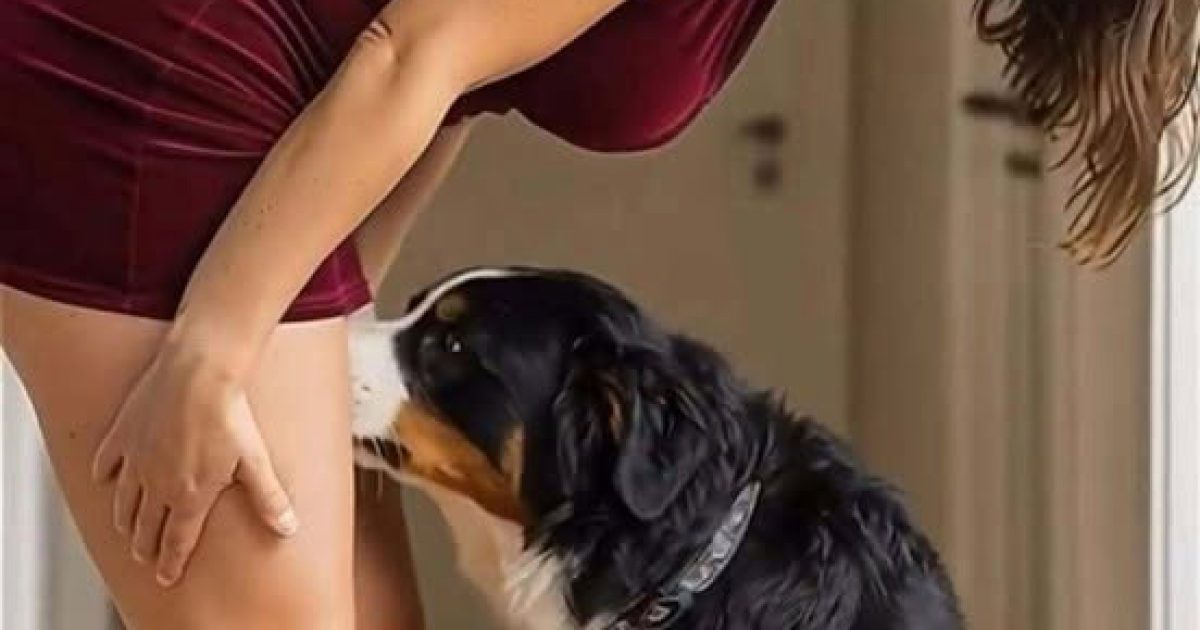 Pourquoi votre chien renifle-t-il les gens avec insistance ? La science derrière ce comportement fascinant