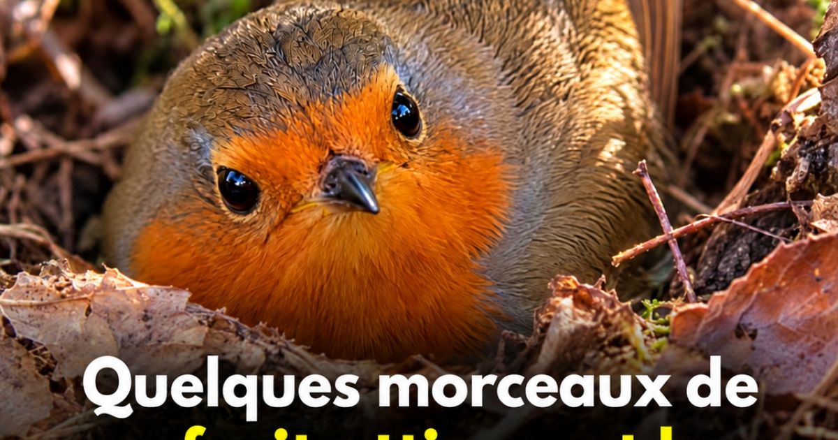 Attirer les rouges-gorges cet automne : l'astuce toute simple avec un fruit du quotidien