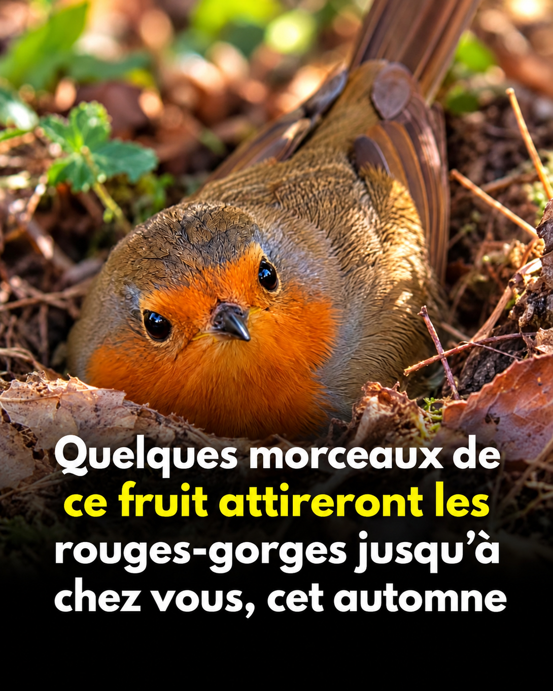 Attirer les rouges-gorges cet automne : l'astuce toute simple avec un fruit du quotidien