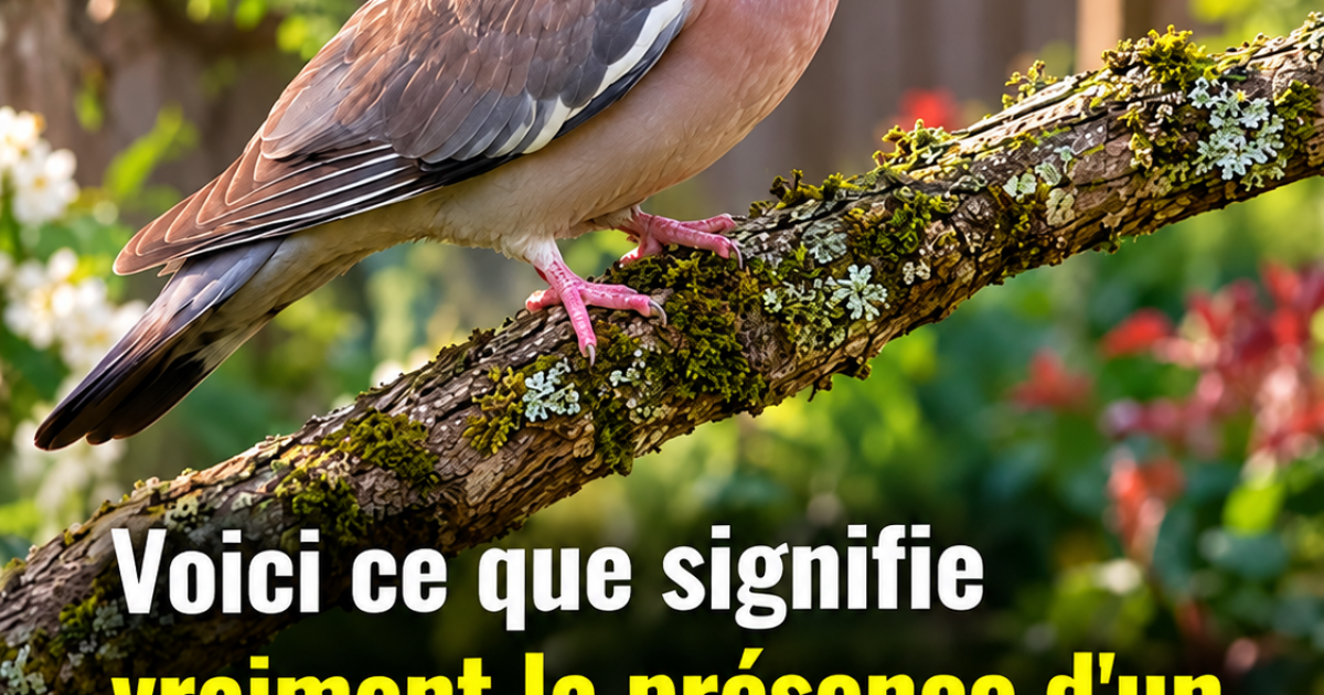 Pigeon ramier dans votre jardin : ce que sa présence dit vraiment de chez vous