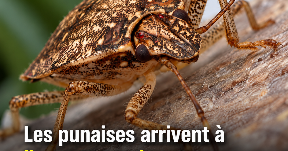 Punaises à l'automne : les astuces naturelles et efficaces pour protéger votre maison