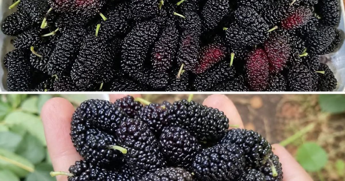 Ce fruit d'automne méconnu est un vrai trésor pour vos yeux et votre tension