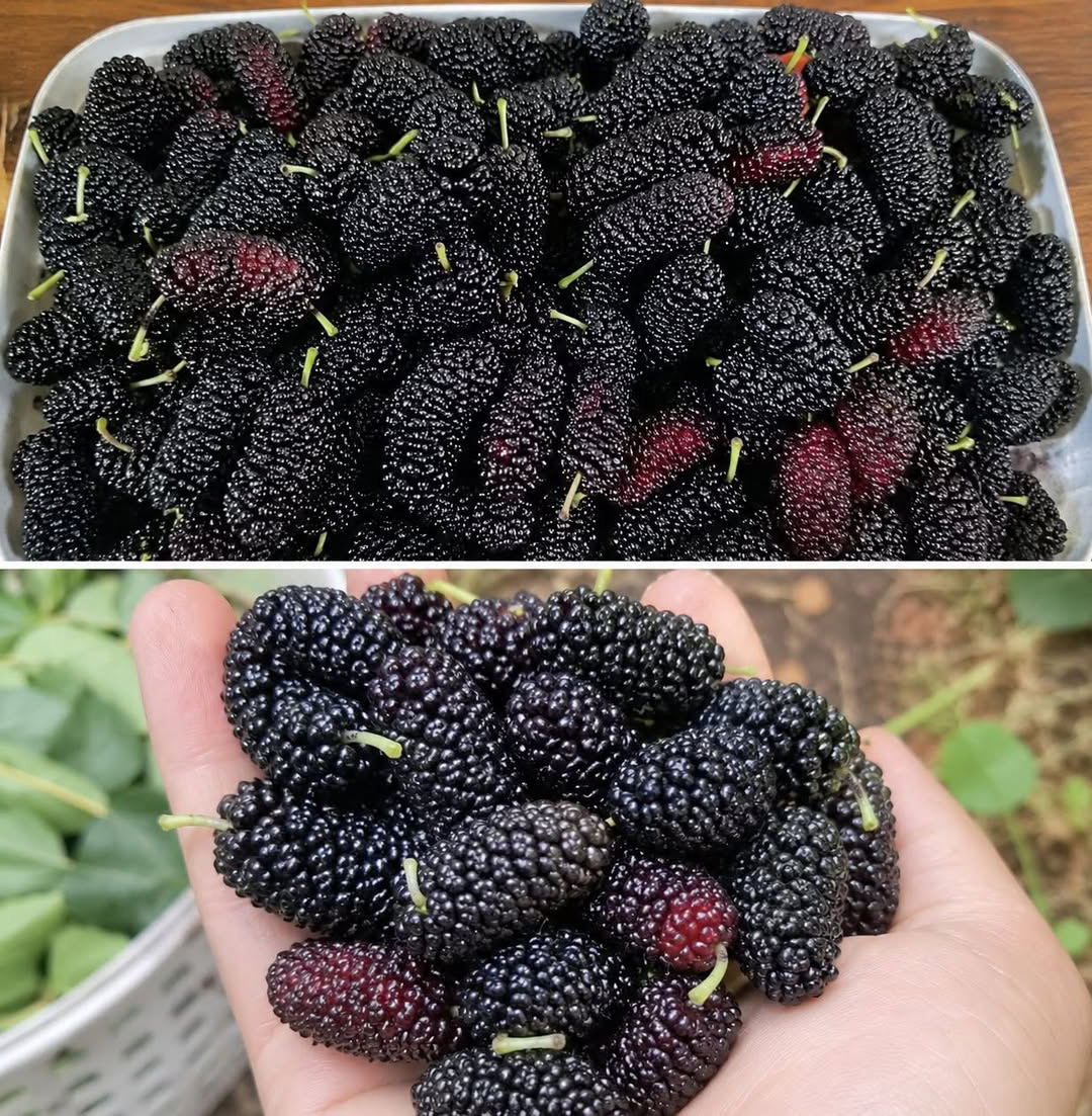 Ce fruit d'automne méconnu est un vrai trésor pour vos yeux et votre tension