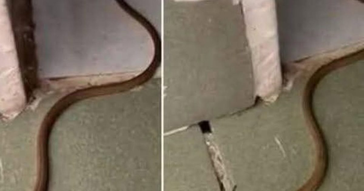 Un serpent s'est glissé dans votre maison : voici exactement quoi faire (sans paniquer)