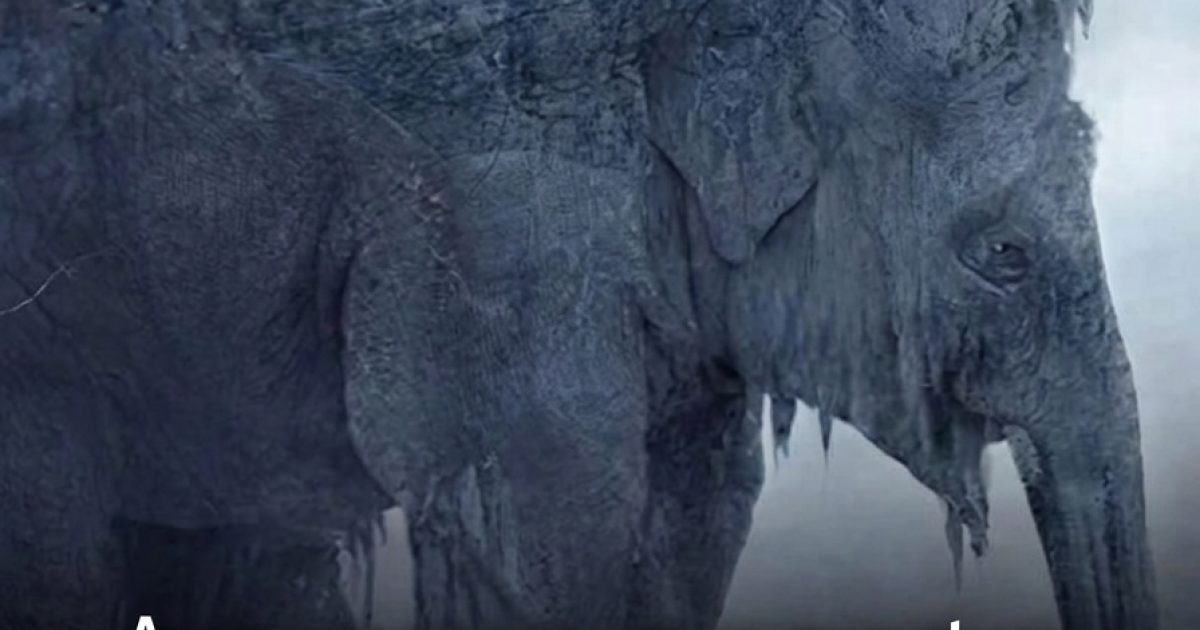 Serpent ou éléphant : cette illusion d'optique virale dit tout sur votre façon de voir l'avenir