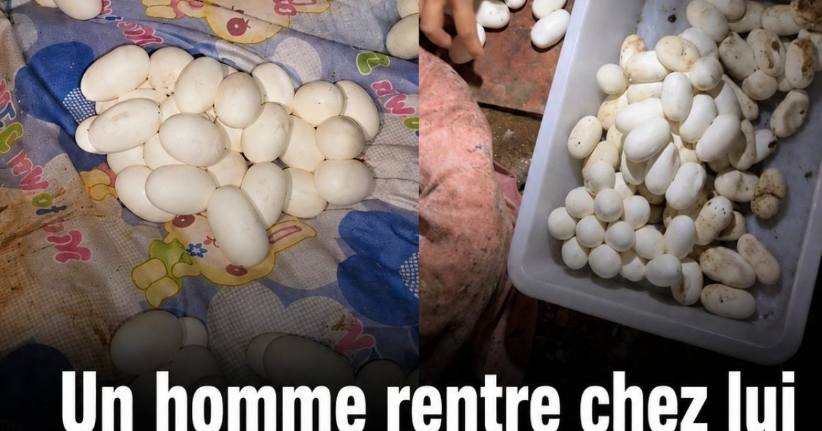 Il retrouve plus de 100 œufs sur son lit après 6 mois d'absence : l'explication des experts est fascinante